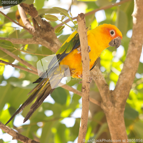 Image of big sun conure