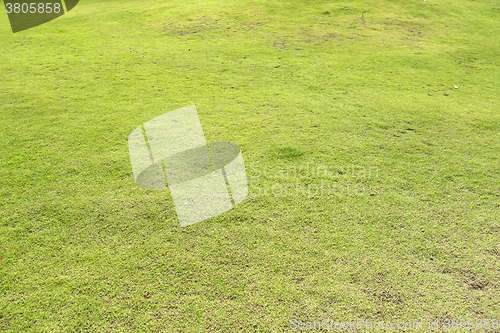 Image of green field texture
