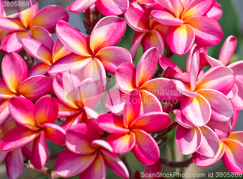 Image of frangipani flowers