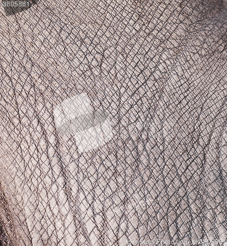 Image of rhino skin texture