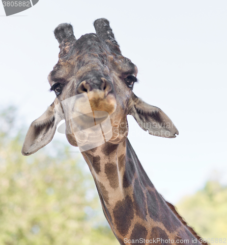 Image of image of giraffe