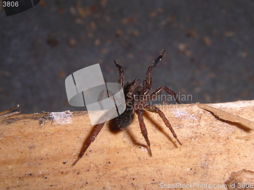 Image of Spider_13.04.2005