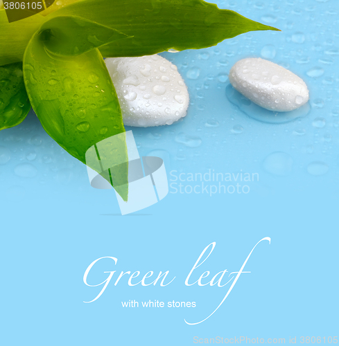 Image of green leaf with stones