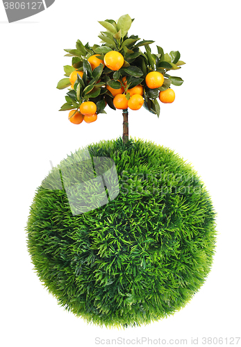 Image of grass sphere and tree