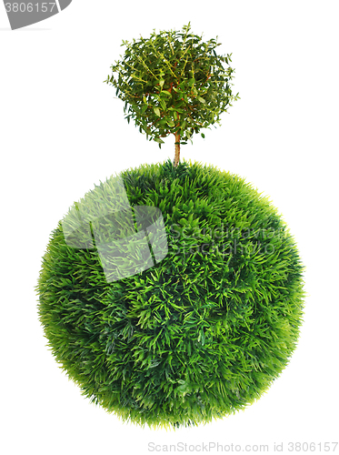 Image of grass sphere and tree