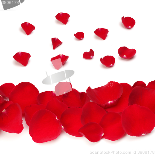 Image of rose petals on white