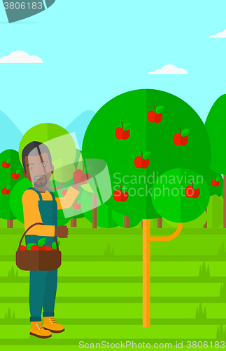 Image of Farmer collecting apples.