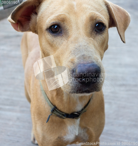 Image of street dog