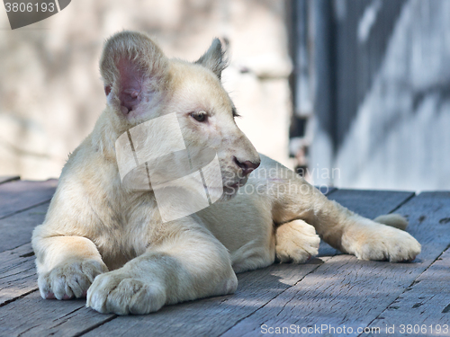 Image of white lion cub
