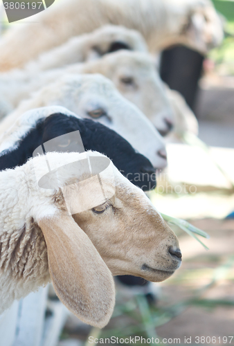 Image of sheep in farm