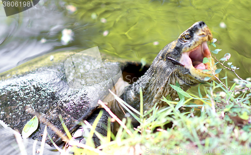 Image of tortoise in water