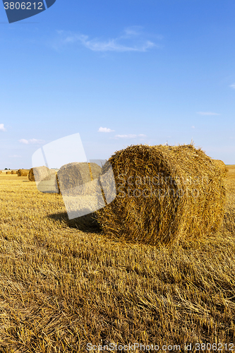 Image of   field with cereals  