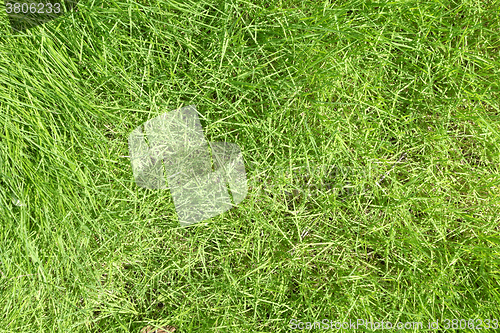 Image of green grass background