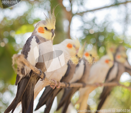 Image of image of parrots