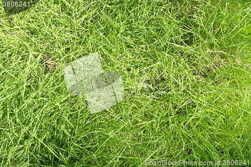 Image of green grass background