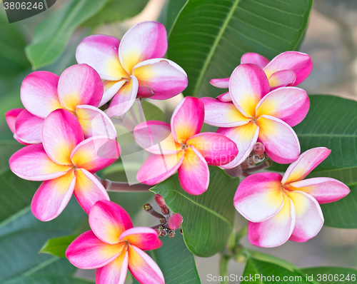 Image of frangipani flowers