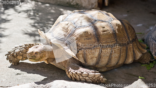 Image of close up of tortoise