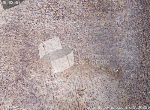 Image of rhino skin texture