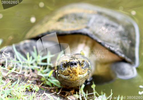 Image of tortoise in water