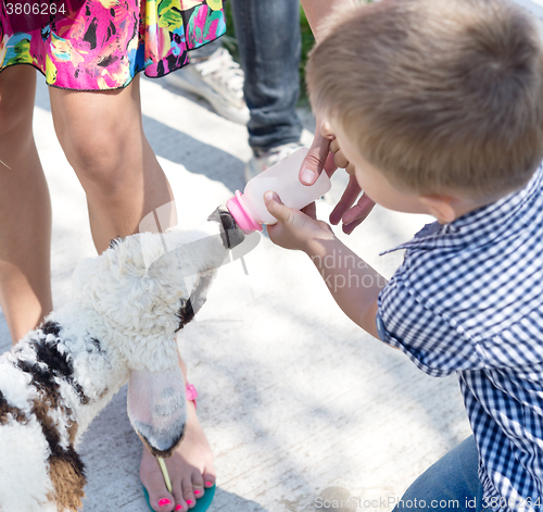 Image of cut lamb feeding