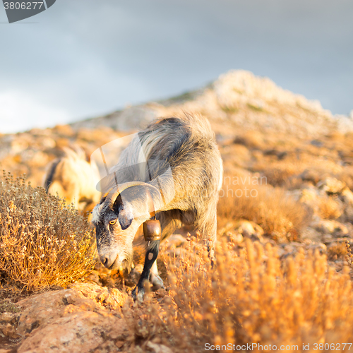 Image of Domestic goat in mountains.