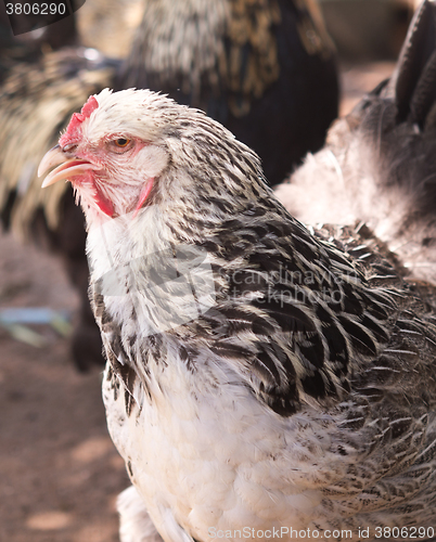 Image of close up of chicken 