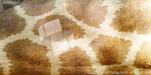 Image of giraffe skin texture