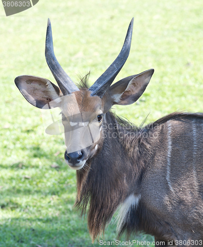 Image of sitatunga on grass