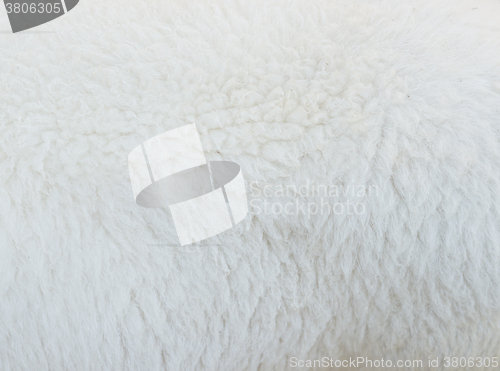 Image of ship wool texture