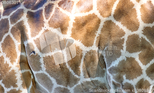 Image of giraffe skin texture