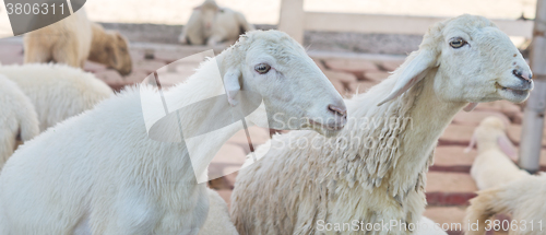 Image of sheep on farm