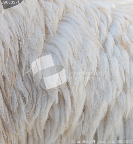 Image of sheep wool background