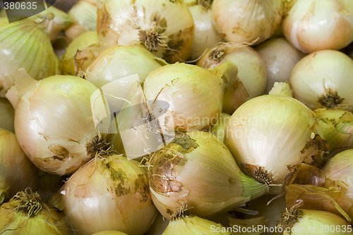 Image of Onion pattern