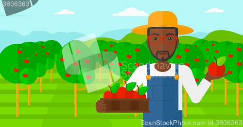 Image of Farmer collecting apples.