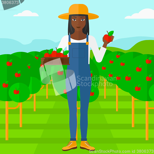 Image of Farmer collecting apples.