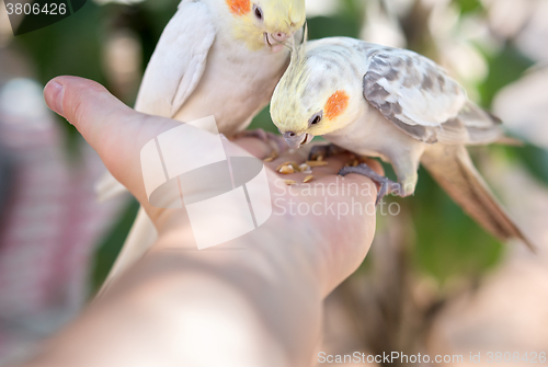 Image of parrots on hand