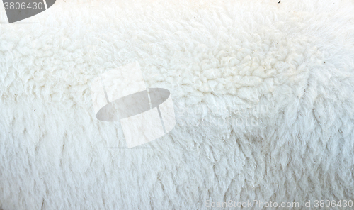 Image of ship wool texture