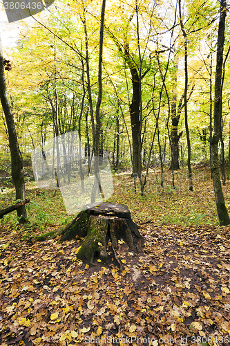 Image of   forest ,  autumn season.