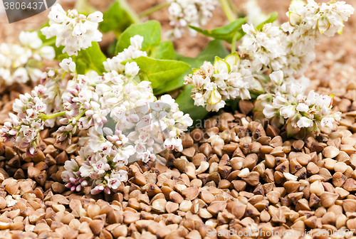 Image of buckwheat  close up  