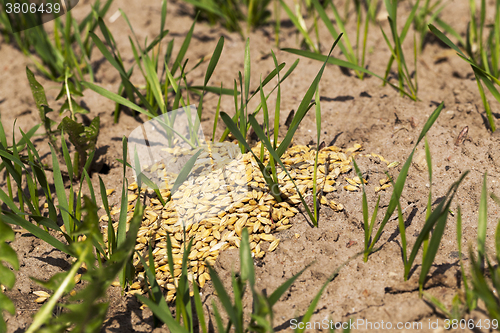 Image of little sprout Cereal 