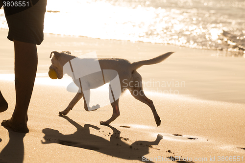 Image of Dog carrying ball on beach in summer.