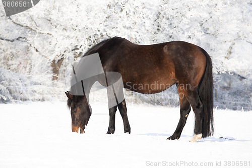 Image of pregnant mare in snow