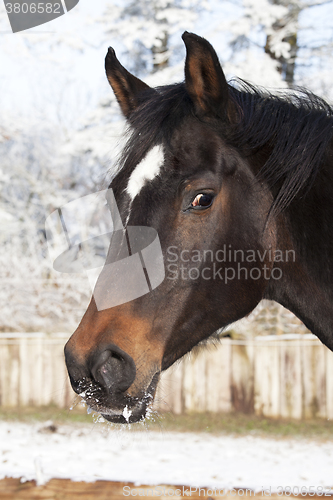 Image of Horsehead Winter