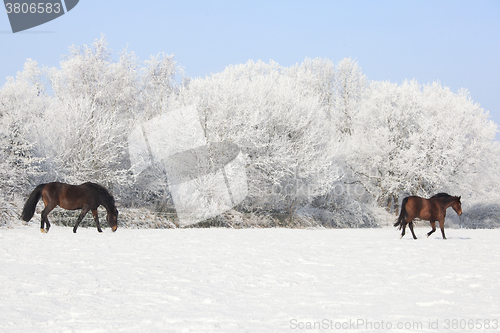 Image of Horses in winter pasture