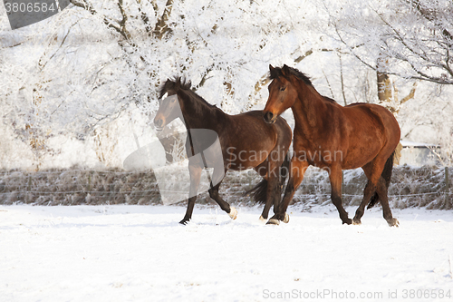 Image of Two horses in the snow