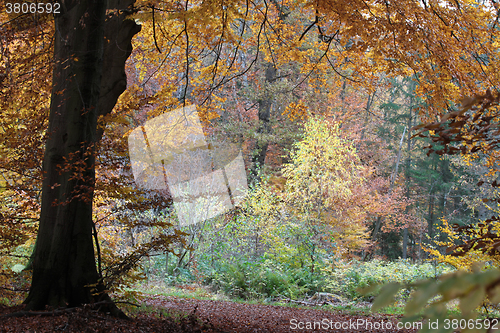 Image of Ravnsholt Skov forest in  Alleroed Denmark