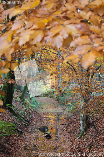 Image of Ravnsholt Skov forest in  Alleroed Denmark