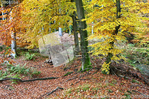 Image of Ravnsholt Skov forest in  Alleroed Denmark