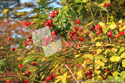 Image of wild brier plant