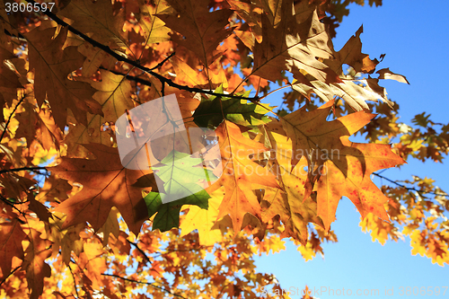 Image of autumn leaves background